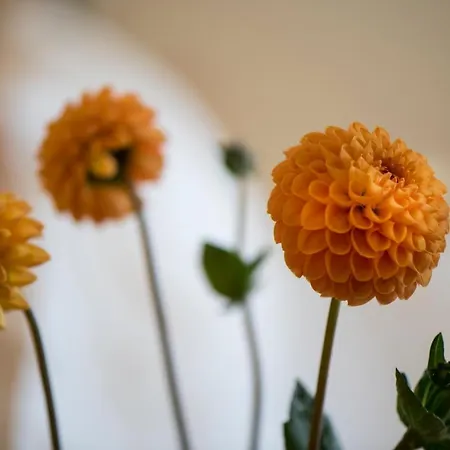 - Restaurant Soleo Hotel