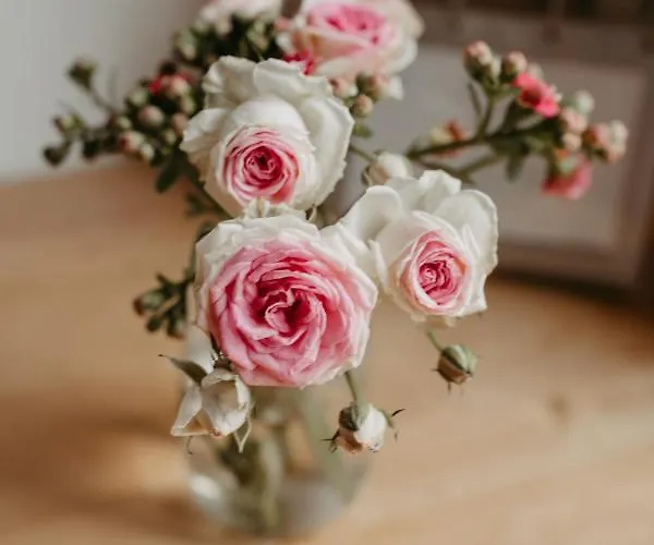 Szálloda - Restaurant Soleo