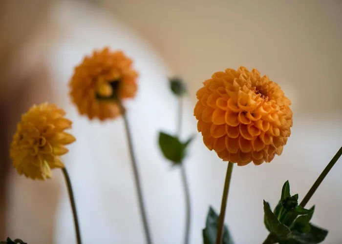 - Restaurant Soleo Hotel